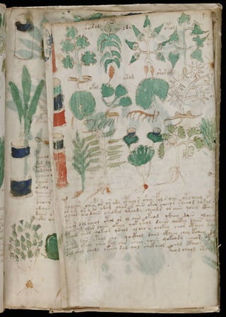 Manuscrito voynich
