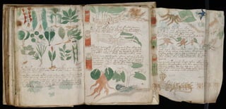 Manuscrito voynich