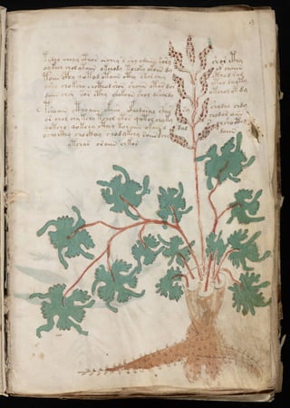 Manuscrito voynich