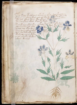 Manuscrito voynich