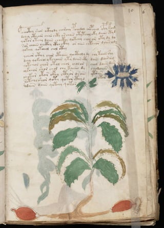 Manuscrito voynich