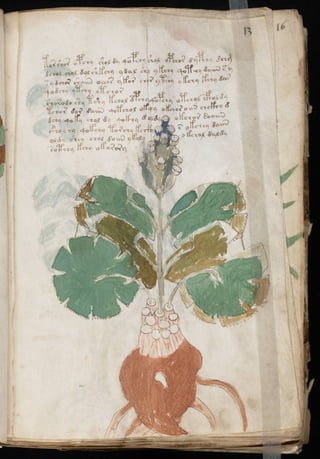 Manuscrito voynich