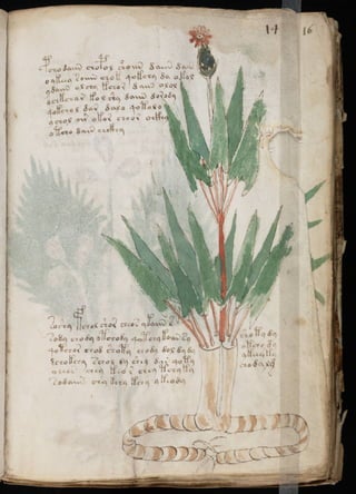 Manuscrito voynich