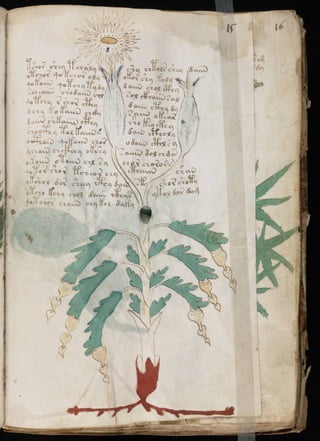 Manuscrito voynich