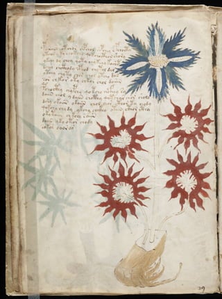 Manuscrito voynich