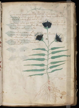 Manuscrito voynich