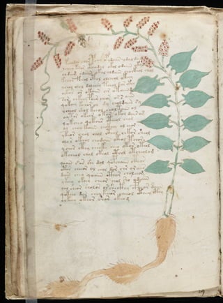 Manuscrito voynich