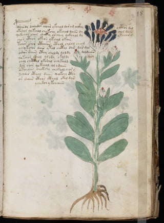 Manuscrito voynich