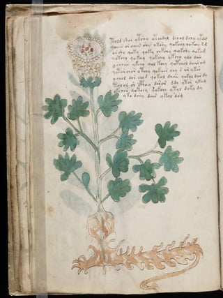 Manuscrito voynich