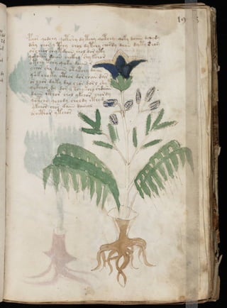 Manuscrito voynich