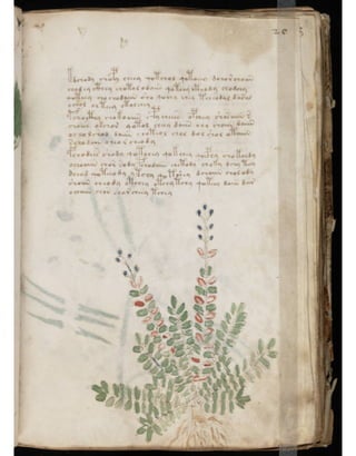 Manuscrito voynich