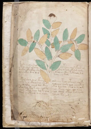 Manuscrito voynich