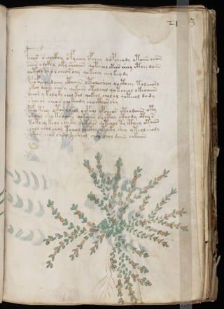 Manuscrito voynich