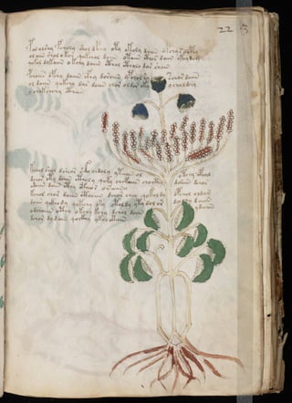 Manuscrito voynich