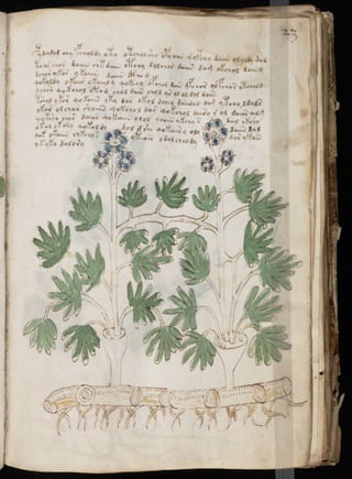 Manuscrito voynich
