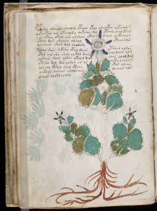 Manuscrito voynich