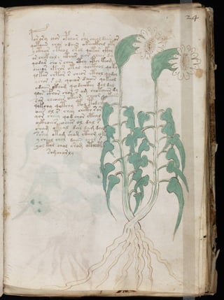 Manuscrito voynich