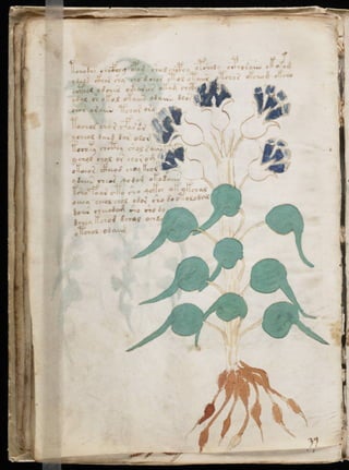 Manuscrito voynich
