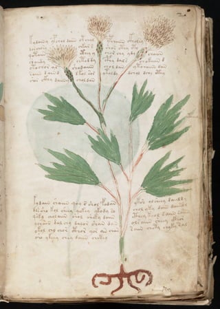 Manuscrito voynich