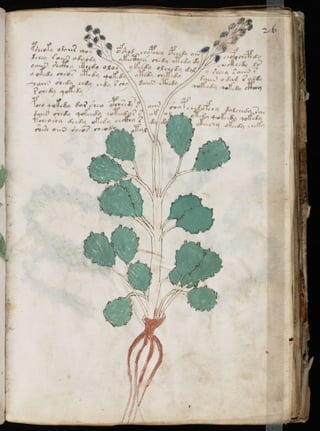 Manuscrito voynich