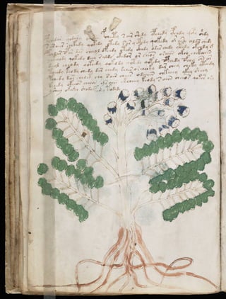 Manuscrito voynich