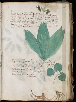 Manuscrito voynich