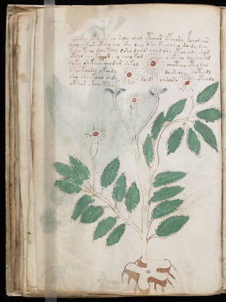 Manuscrito voynich