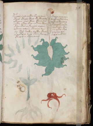 Manuscrito voynich