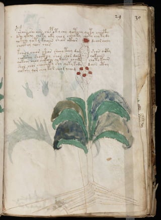 Manuscrito voynich