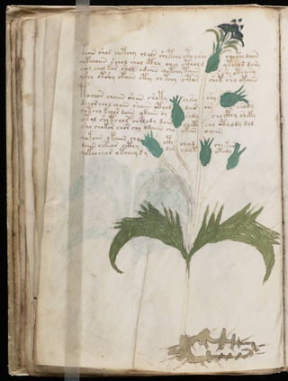 Manuscrito voynich
