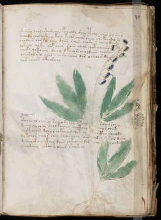 Manuscrito voynich