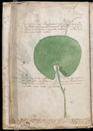 Manuscrito voynich