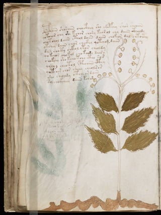 Manuscrito voynich
