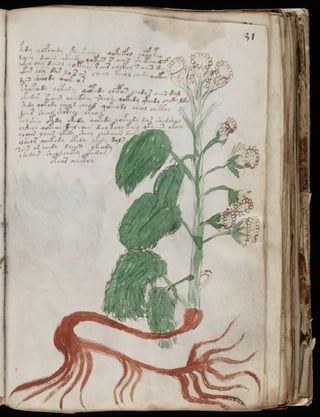 Manuscrito voynich