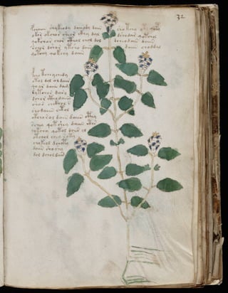 Manuscrito voynich