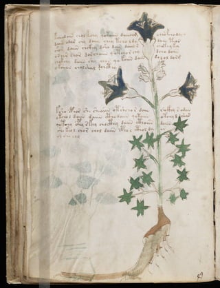 Manuscrito voynich