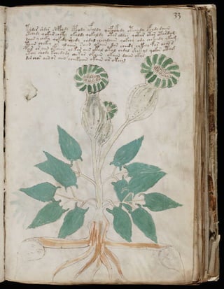 Manuscrito voynich