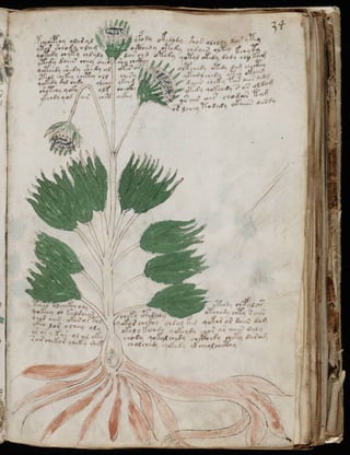 Manuscrito voynich