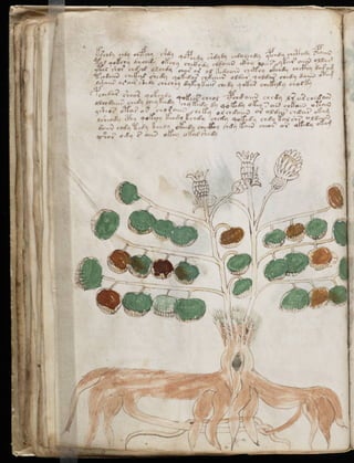 Manuscrito voynich