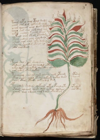 Manuscrito voynich