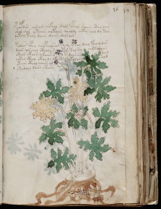 Manuscrito voynich