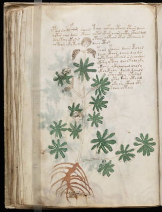 Manuscrito voynich