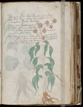 Manuscrito voynich