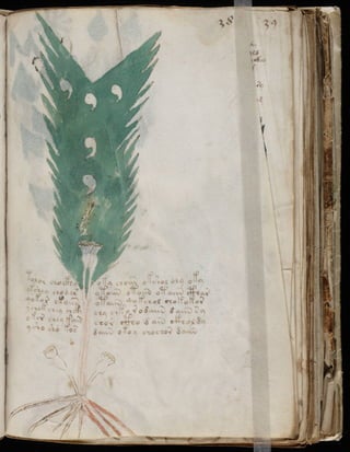 Manuscrito voynich