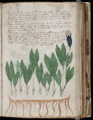 Manuscrito voynich