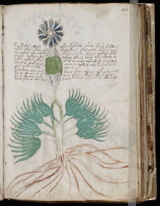 Manuscrito voynich