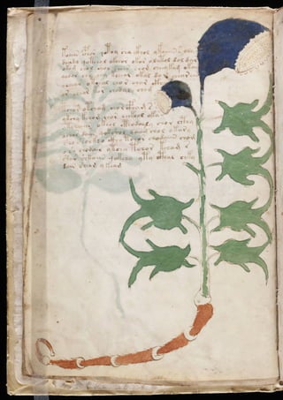 Manuscrito voynich