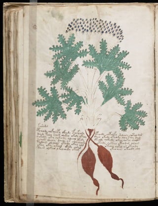 Manuscrito voynich