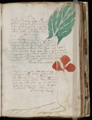 Manuscrito voynich