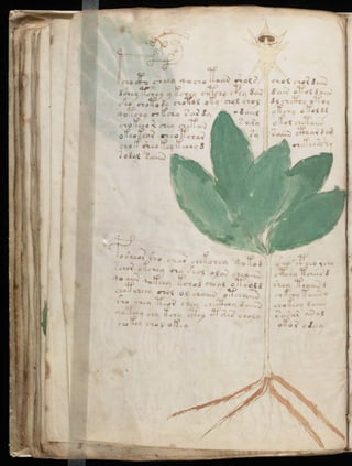 Manuscrito voynich